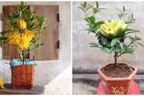 Phật thủ bonsai mini tuyệt đẹp hút khách trước Tết