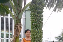 Mang về trồng thử, ai ngờ được cây chuối trăm nải