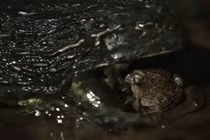 Clip: Xót xa cho chú cóc siêu đen đủi 