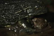 Clip: Xót xa cho chú cóc siêu đen đủi 