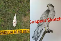 Hàng ngàn hộ dân bị mất điện bởi…1 con cá 