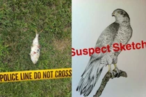 Hàng ngàn hộ dân bị mất điện bởi…1 con cá 