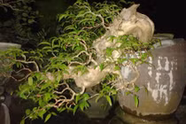 Mê tít những cây bằng lăng bonsai siêu đẹp