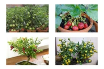 Mách bạn 8 loại cây ăn quả trồng chậu lớn nhanh như thổi