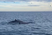 Đàn cá voi xanh xuất hiện ven biển Đề Gi - Bình Định