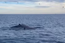 Đàn cá voi xanh xuất hiện ven biển Đề Gi - Bình Định