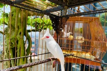 Mãn nhãn siêu phẩm chim cảnh cực độc, vài trăm triệu đồng/con