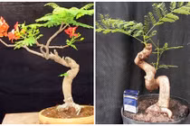 Mê tít những chậu bonsai hoa phượng đỏ