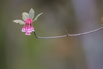 Đỉnh Bà Nà rực rỡ sắc hoa đào chuông báo xuân về 