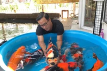 Bên trong trang trại “đẳng cấp thế giới” của “vua cá Koi” Thắng Ngô
