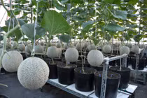 Mướt mắt vườn dưa lưới hữu cơ trên sân thượng giữa Sài Gòn