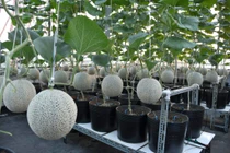 Mướt mắt vườn dưa lưới hữu cơ trên sân thượng giữa Sài Gòn