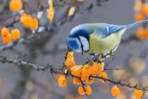 Tuổi Sửu sinh tháng mấy Âm lịch ắt có quý nhân phù trợ cả đời? 