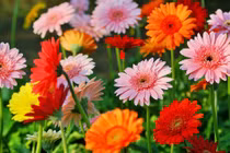 Sinh vào 4 tháng Âm lịch này, sắp tới rộng đường thăng tiến 