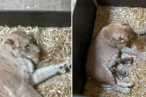 Giải mã việc rùng rợn sư tử mẹ ăn thịt con mình