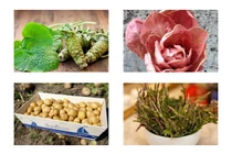 Bất ngờ rau củ đắt hơn vàng, có loại 2 tỷ/cây... công dụng thần kỳ gì?