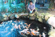 “Đột nhập” trại cá Koi Nhật tiền tỷ ở miền Tây