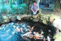 “Đột nhập” trại cá Koi Nhật tiền tỷ ở miền Tây