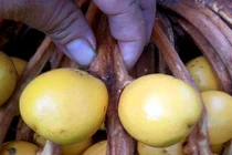 Trả hàng chục triệu cho cây vạn tuế hiếm đơm hoa kết trái