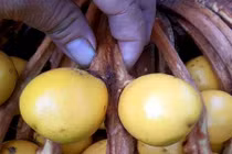 Trả hàng chục triệu cho cây vạn tuế hiếm đơm hoa kết trái