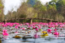 Ngắm hoa súng ‘tô hồng’ suối Yến 