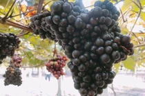 3 vườn nho lạ “hốt” bạc triệu ở Việt Nam