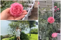 Vườn hồng tuyệt đẹp trong biệt thự của Ốc Thanh Vân