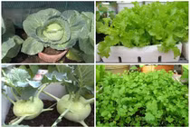 7 loại rau trồng ban công lên vùn vụt mùa thu 
