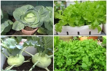 7 loại rau trồng ban công lên vùn vụt mùa thu 