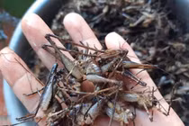 Loại tôm bám trên cây nửa triệu đồng/kg có gì đặc biệt?