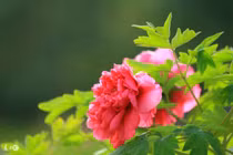 Người sinh vào 7 ngày âm lịch này được trời ban cho phúc khí, phú quý