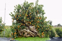 Chiêm ngưỡng quất ghép gỗ lũa trăm triệu phục vụ đại gia chơi Tết