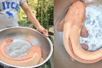 Việc làm bất ngờ của người bắt được cá trê vàng dài hơn nửa mét