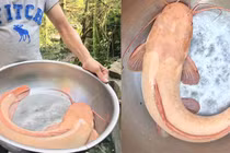 Việc làm bất ngờ của người bắt được cá trê vàng dài hơn nửa mét