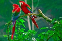 Độc lạ trang trại chim quý tộc tiền tỷ giữa Hà Nội