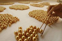 Tiết lộ không ngờ về nuôi trai vàng siêu quý hiếm lấy ngọc