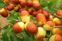 Thăm vườn hồng táo Trung Quốc được người Việt săn lùng