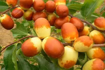 Thăm vườn hồng táo Trung Quốc được người Việt săn lùng