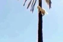 Clip: Dê bị “thần khỉ nhập”, trèo lên cây cọ cao chót vót 