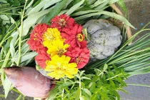 Ngất ngây vườn rau quả Việt trĩu giàn tại Đài Loan