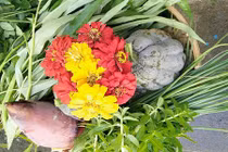 Ngất ngây vườn rau quả Việt trĩu giàn tại Đài Loan