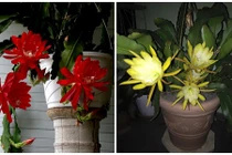 Ngắm những chậu hoa quỳnh cảnh đẹp ngây ngất