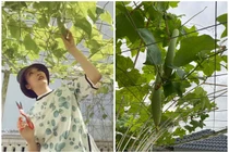 Vườn rau quả sạch, non mơn mởn trong biệt thự của Giáng My