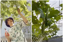 Vườn rau quả sạch, non mơn mởn trong biệt thự của Giáng My