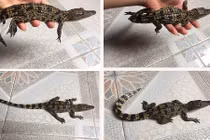 Giật mình mốt nuôi thú dữ tốn kém của đại gia Việt