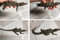 Giật mình mốt nuôi thú dữ tốn kém của đại gia Việt