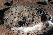 Kinh hoàng “nghĩa địa khủng long” khổng lồ thời tiền sử ở Nam Mỹ