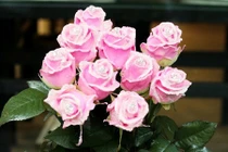 Cận cảnh hoa hồng kim cương độc lạ gây sốt thị trường