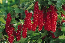 4 loại quả mọc dại, về Việt Nam đắt “cắt cổ” khách vẫn tranh nhau mua