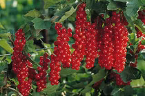 4 loại quả mọc dại, về Việt Nam đắt “cắt cổ” khách vẫn tranh nhau mua